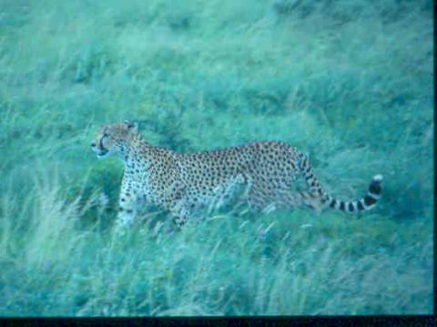 Cheetah at Samburu