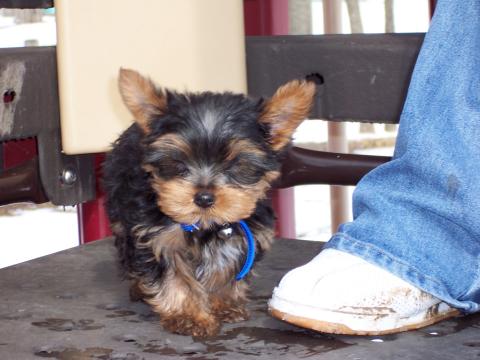 My Yorkie