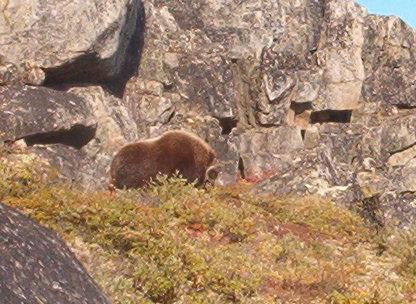 MMMM Musk Ox