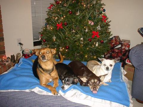 Willie, Gizmo, Molly and Cricket