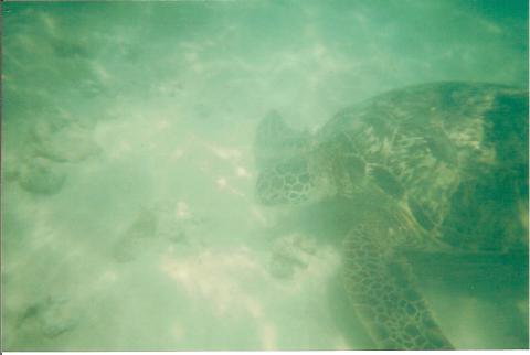 sea turtles view underwater