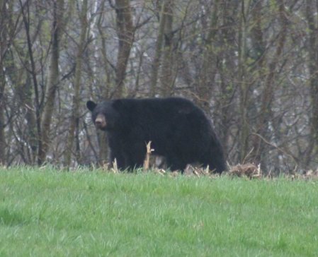 Our resident black bear