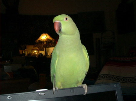 My Indian Ringneck Polly