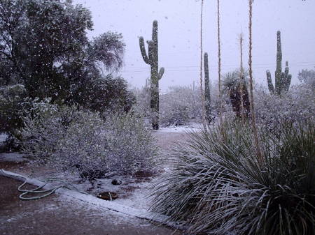 surprise snow, south of house