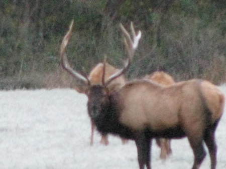 sparky my pet elk
