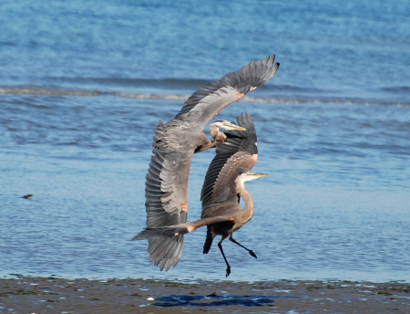 Herons Discovery Park