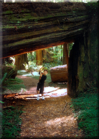 Johnny in the Redwoods
