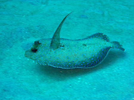 peacock flounder