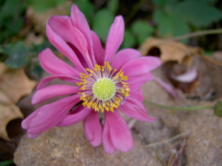 Japanese Anenome