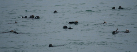 Sea Otters in Homer, AK.