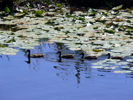 Long Lake, Harrison wildlife