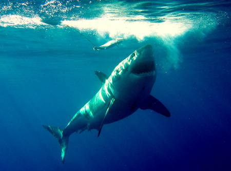 Up close and personel with the White Shark