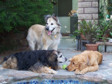 Pepper, Rascal and Harley