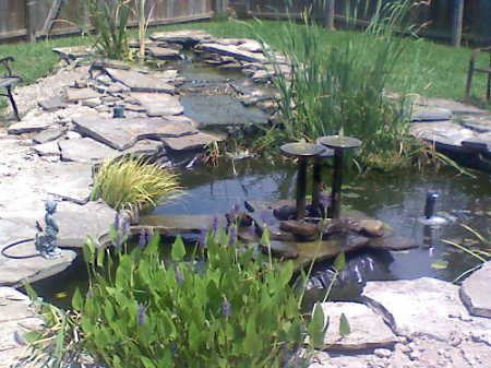 my pond