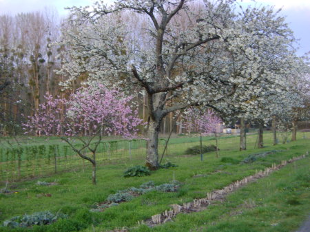 Spring in the Loire Valley, France