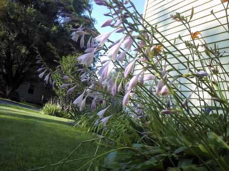 pict0028 One of the many Hostas in my yard