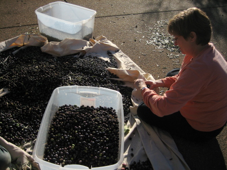 2008 Olive Harvest