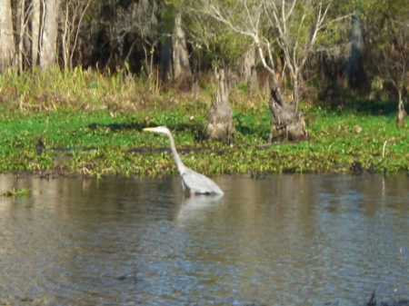 more swamp tour