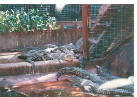 Darlene Stedman's album, The Great Barrier Reef