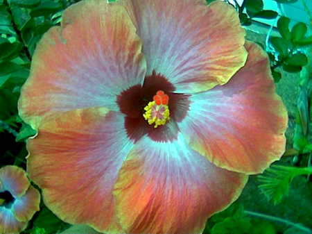 7" hibiscus