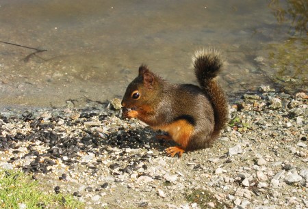 Red Squirrel