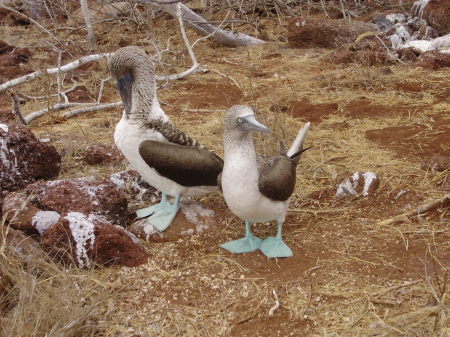 Laura Jacobs Holzman's album, Galapagos, Sept 2010