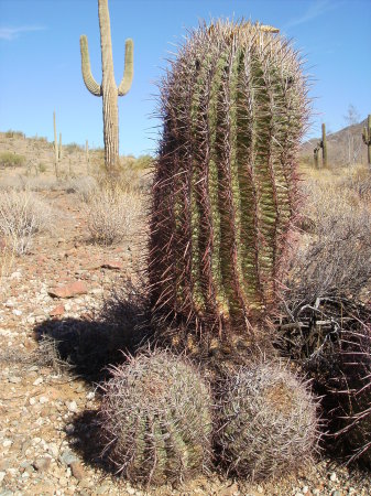 Male Cactus