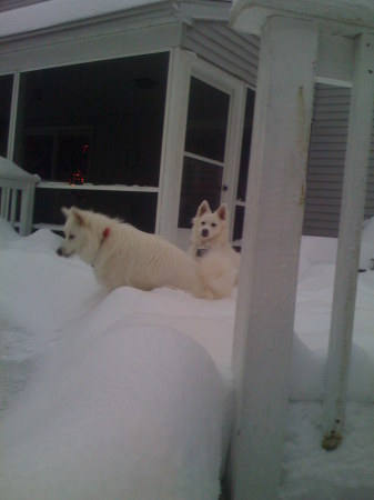 Dogs Ice Fishing