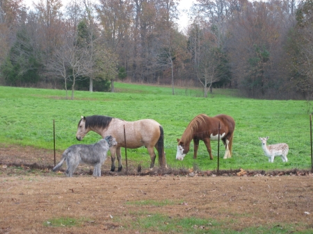 "Stuart" checking out the horses and a deer