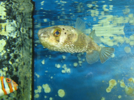 porcupine puffer