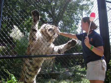 tiger training