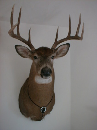 One of the nicer bucks from the hunt
