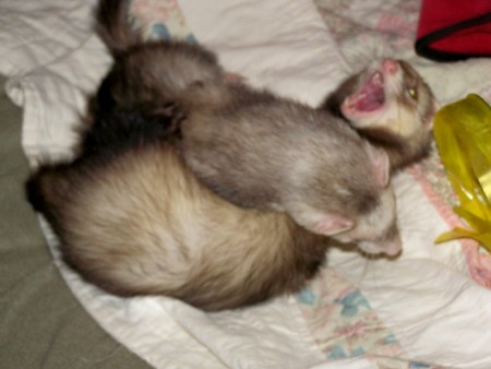 ferrets at play
