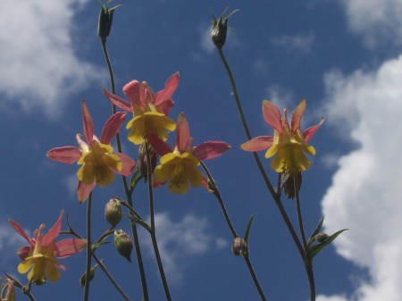 Columbine Against Sky