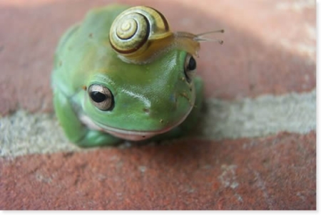 snail on my head