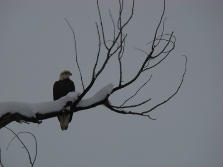 Regal Eagle