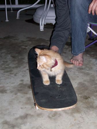 My kitty Dewey cat boarding