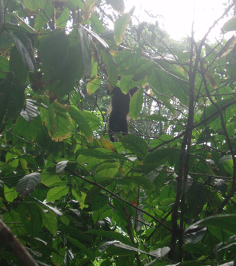 Howler monkey