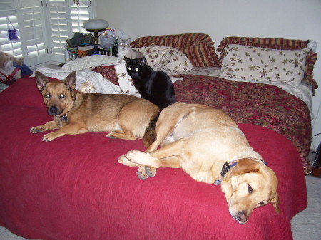 My Pets:Jasper, Precious, Chloe, Rascal, Buddy