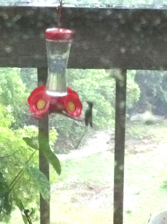 Hummingbird in the rain.