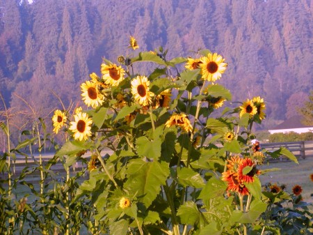 Sunflowers