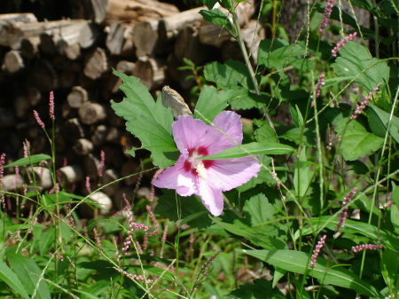 My garden blossoms