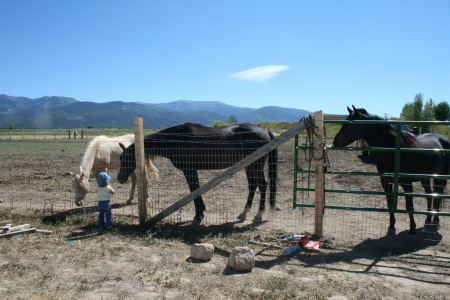 Feeding the horses