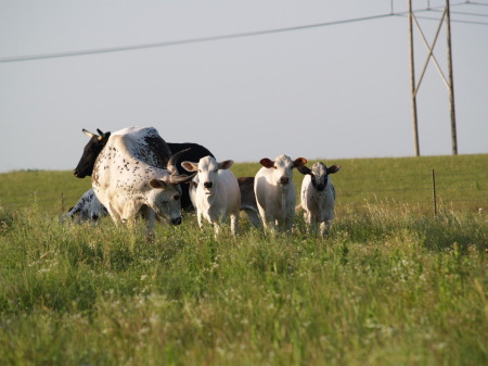 Some of the Babies-June 2008