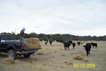 Feeding Cows