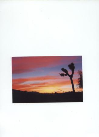 Sunset in the high desert of Joshua Tree, Ca.