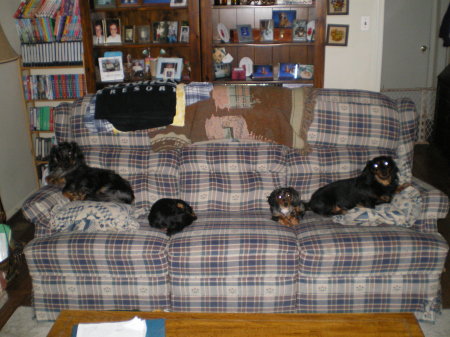 A Couch of Dachshunds!