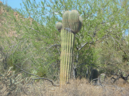 Starr Guckert's album, Arizona Desert, Summer 2010