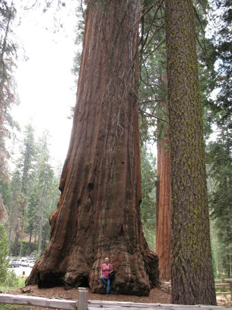 Sequoia National Park, CA