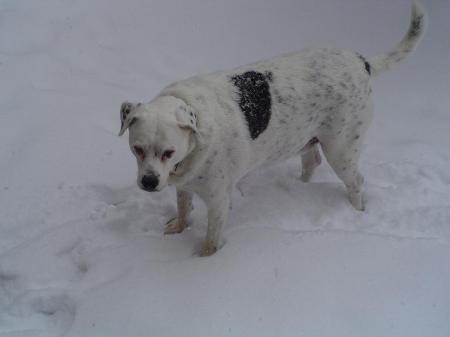 Divot the snow dog